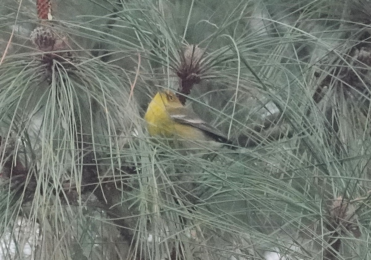 Pine Warbler - ML646485665