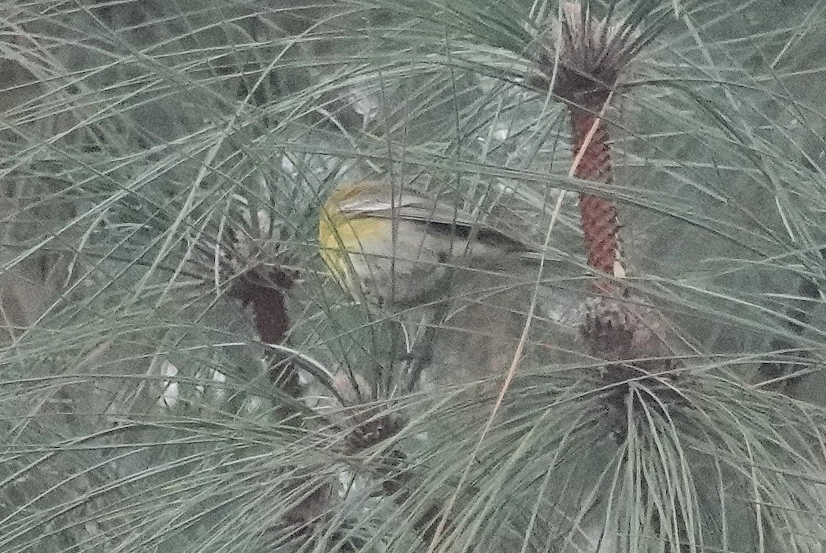 Pine Warbler - ML646485666