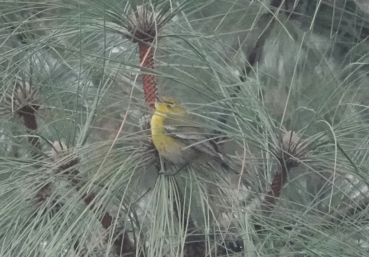 Pine Warbler - ML646485667