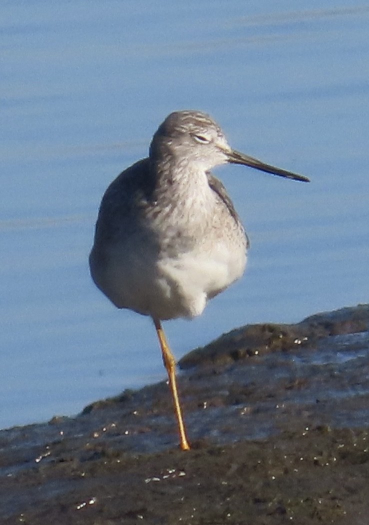 Büyük Sarıbacak - ML646485678