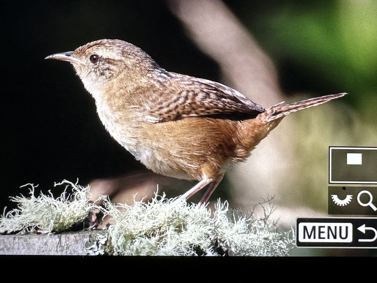 Травяной крапивник - ML646485685