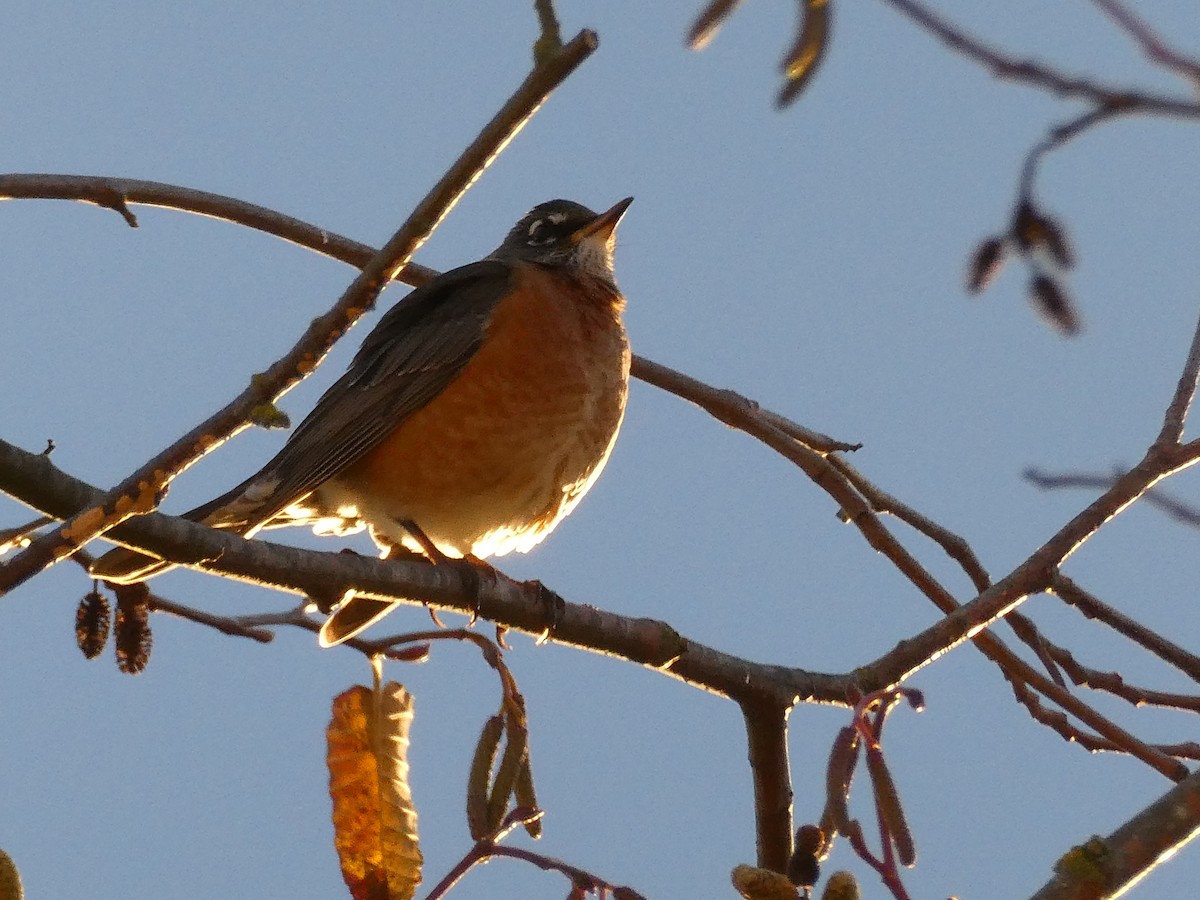 American Robin - ML646485686