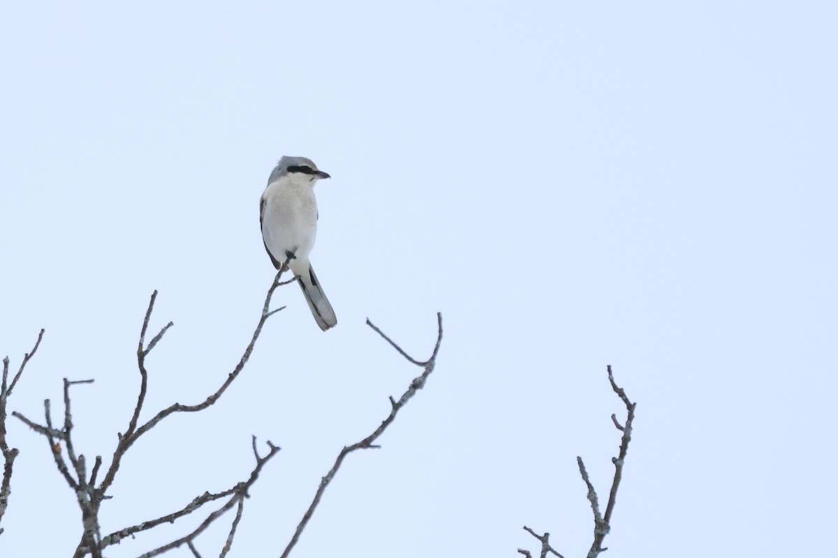 オオモズ - ML646485687