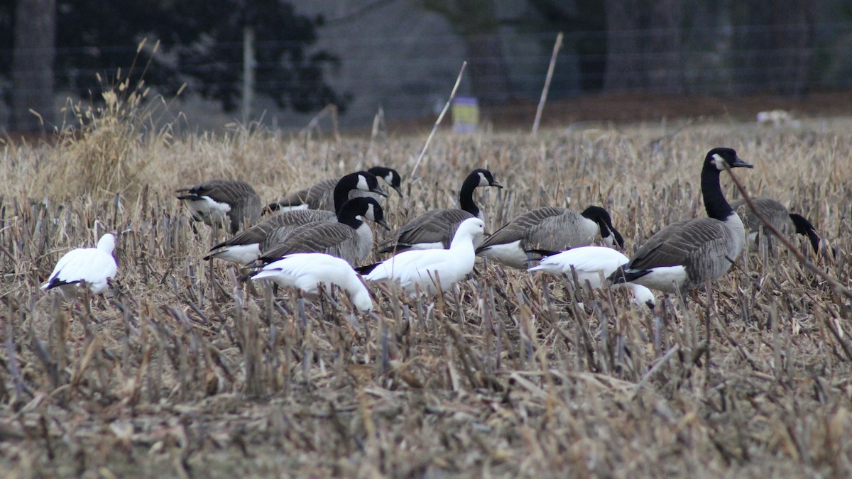 Ross antzara - ML646485688