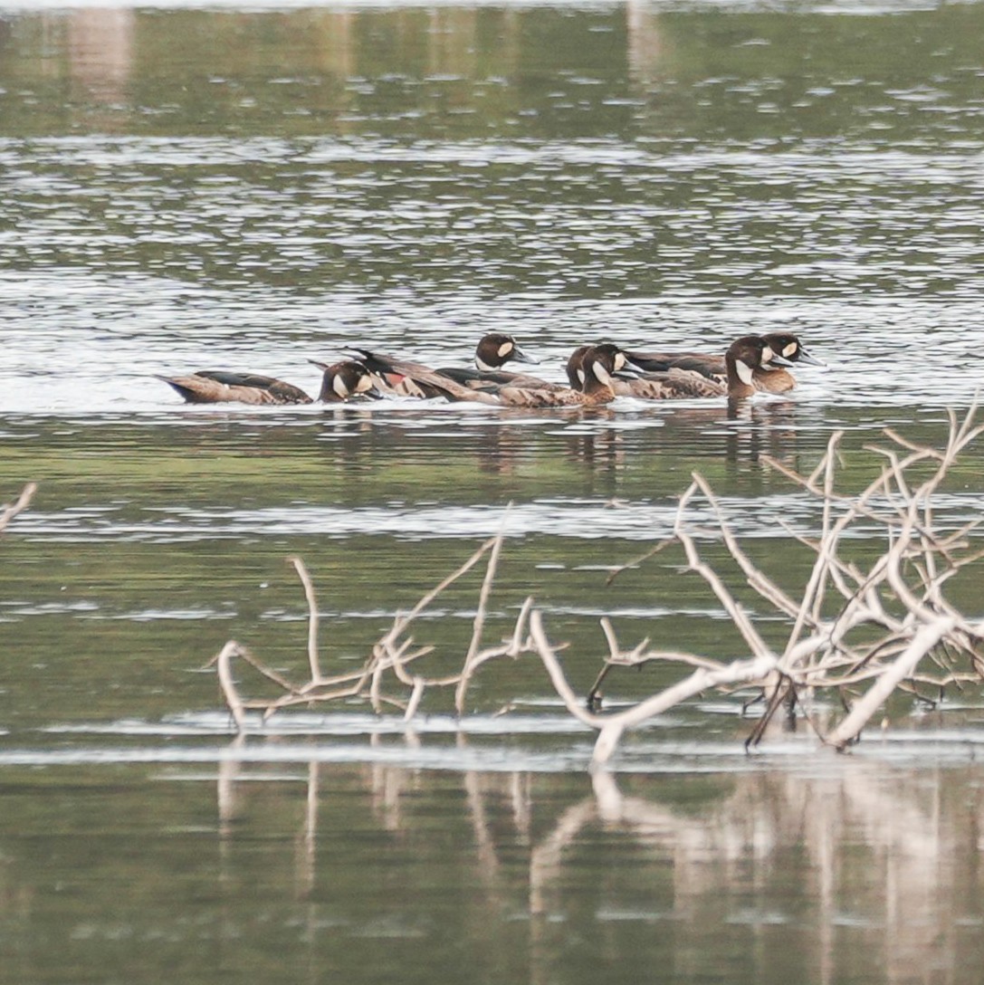 Spectacled Duck - ML646485689