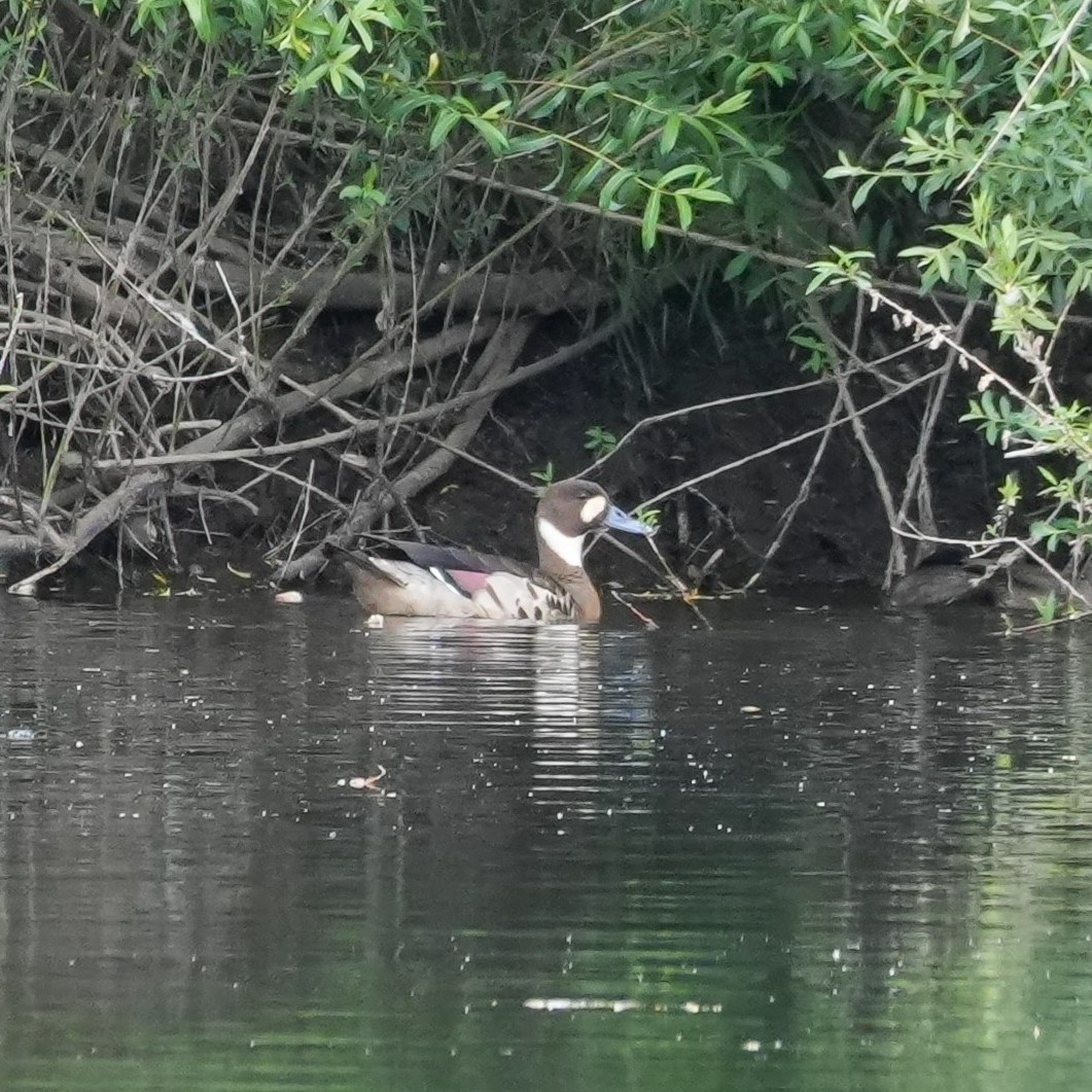 Spectacled Duck - ML646485690
