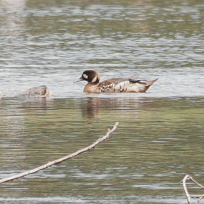 Spectacled Duck - ML646485691