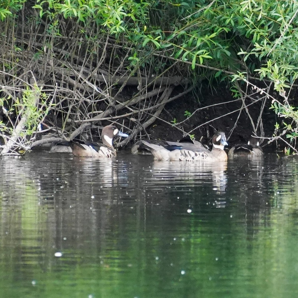 Spectacled Duck - ML646485693