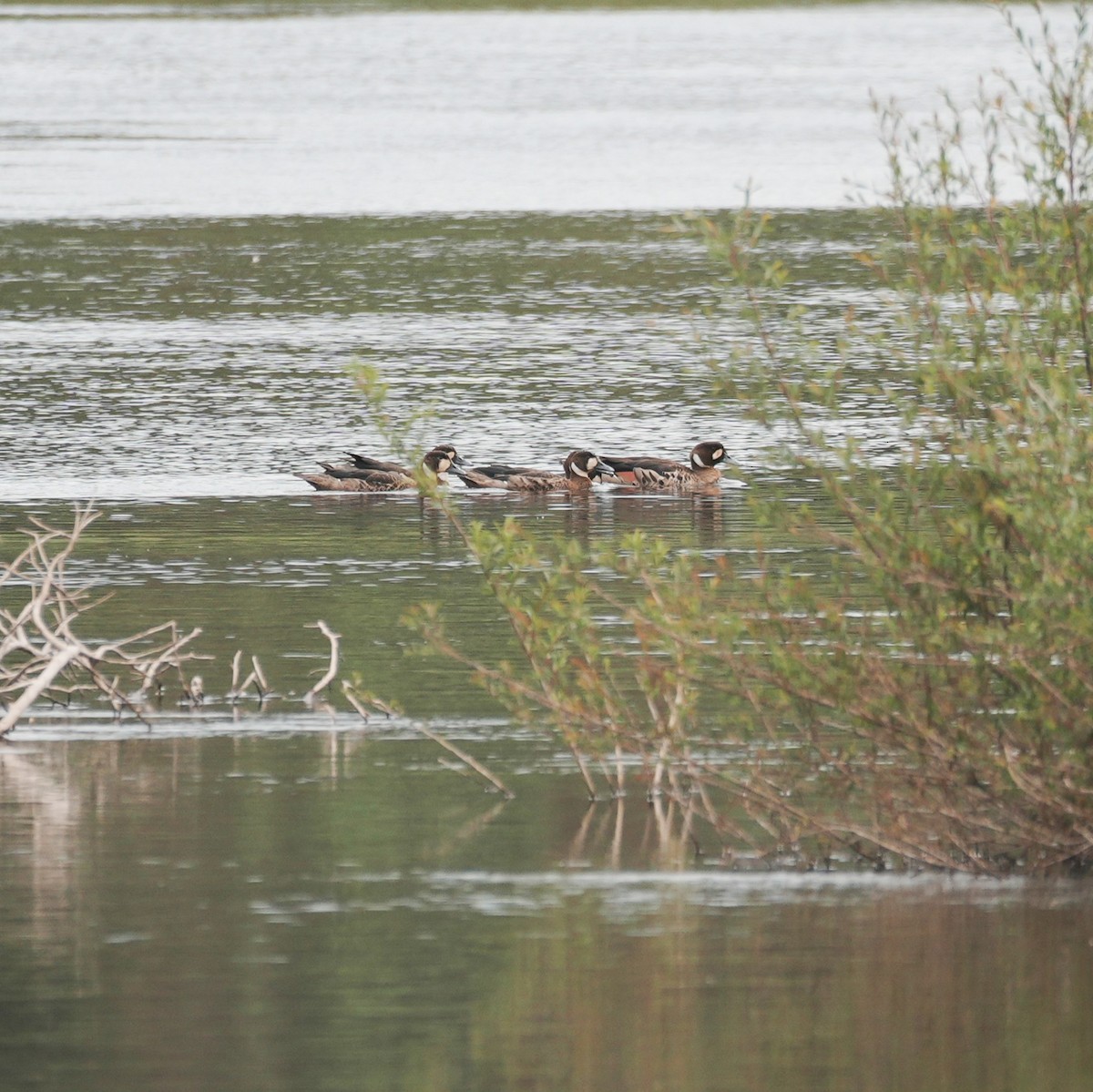 Spectacled Duck - ML646485694