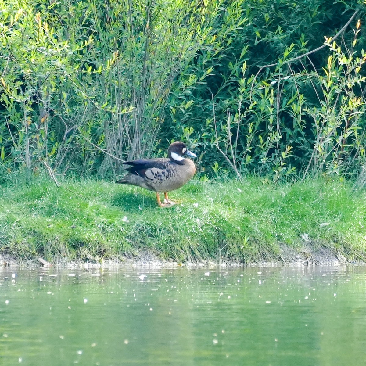 Spectacled Duck - ML646485695
