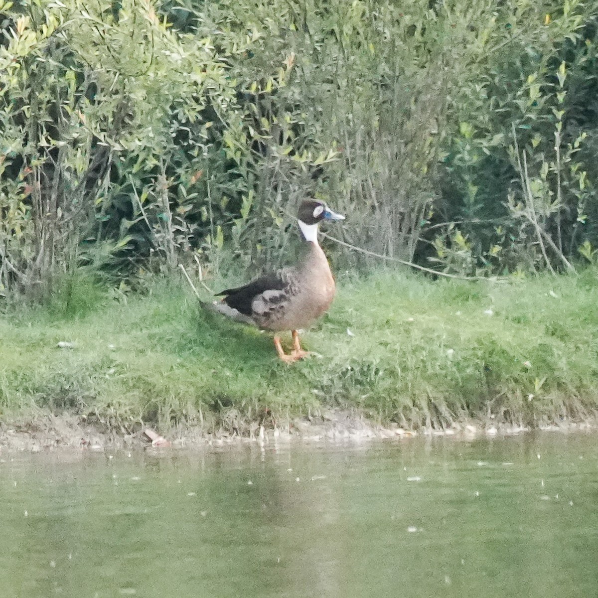 Ahate betaurrekoduna - ML646485697