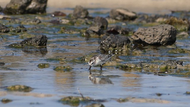 Txirri mokozabala - ML646485702