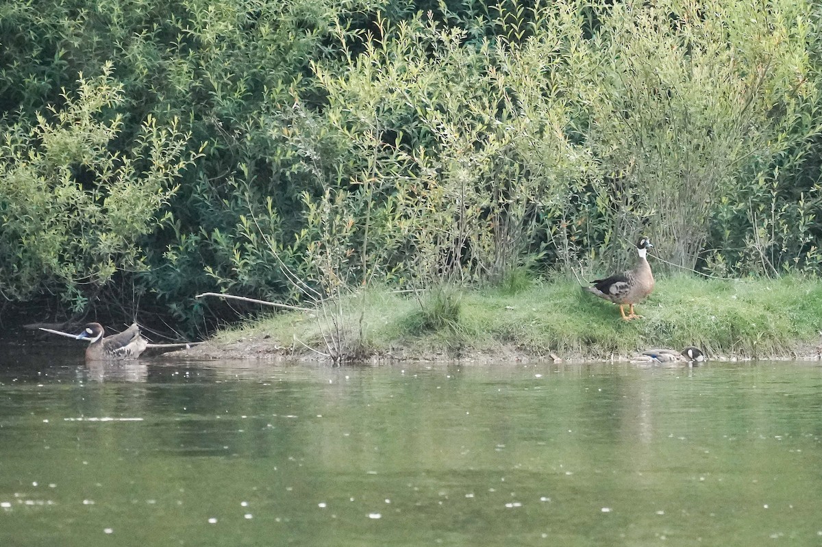 Ahate betaurrekoduna - ML646485703