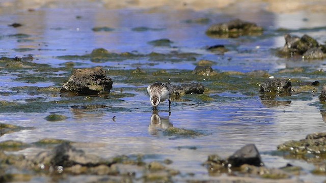 Txirri mokozabala - ML646485705