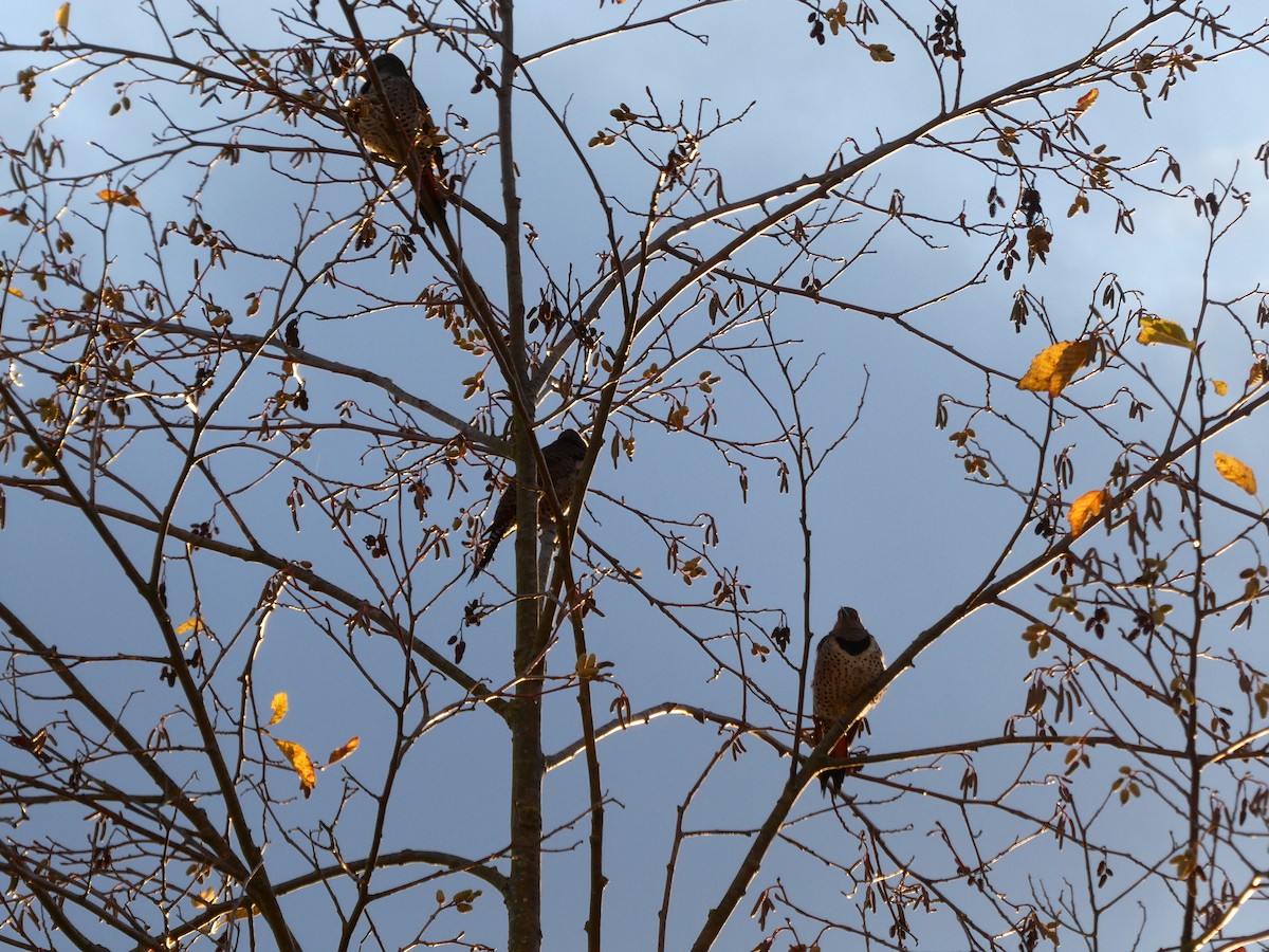 Northern Flicker - ML646485708