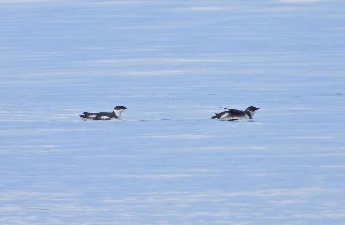 Пижик довгодзьобий - ML646485709