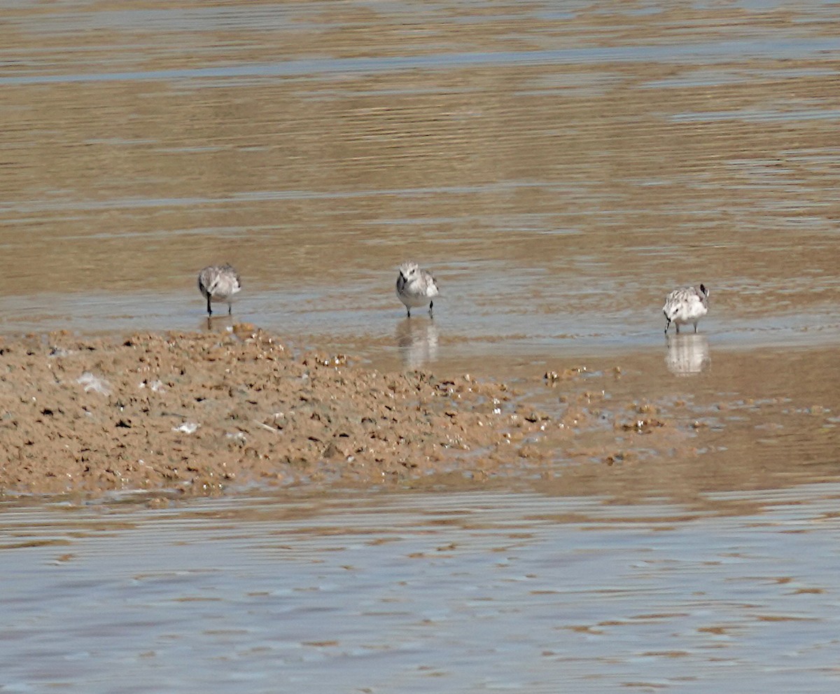 Txirri txikia - ML646485710