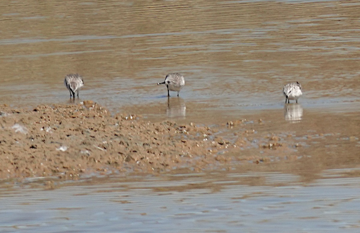 ヨーロッパトウネン - ML646485711