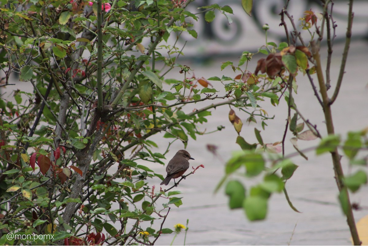 Vermilion Flycatcher - ML646485712