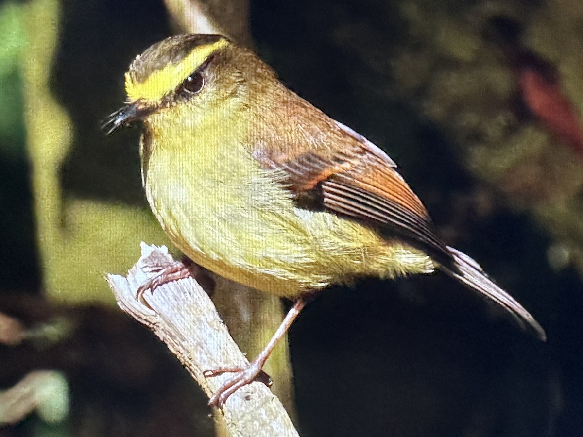 Yellow-bellied Chat-Tyrant - ML646485713