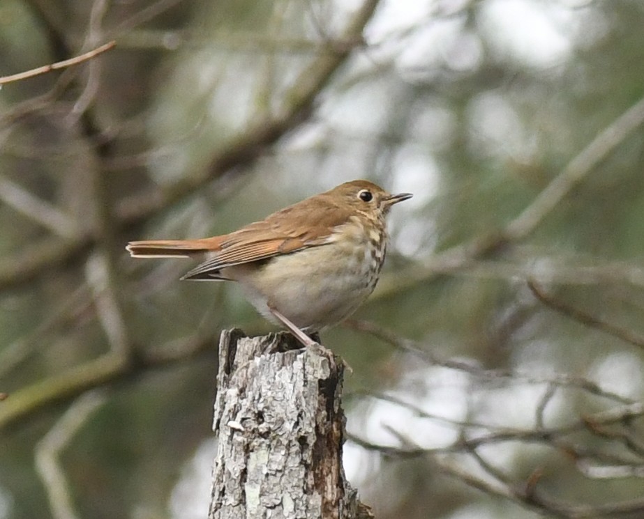 Hermit Thrush - ML646485714