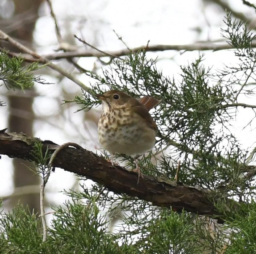 Hermit Thrush - ML646485715