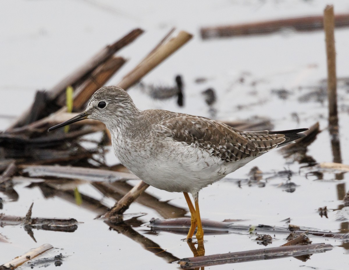 Kuliska hankahori txikia - ML646485716