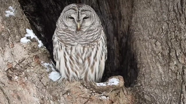 Barred Owl - ML646485718