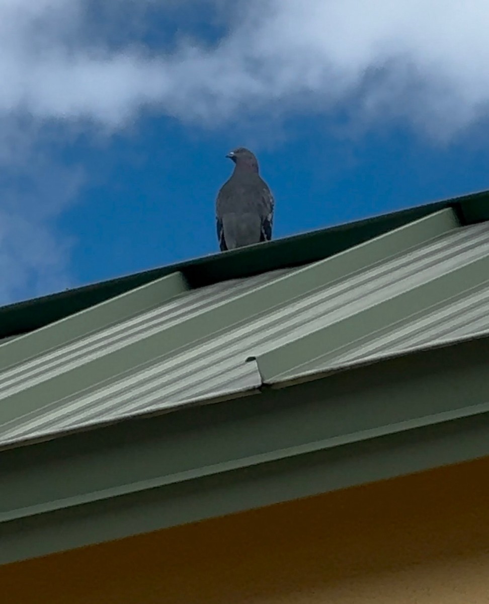 Haitz-usoa (etxekoa) - ML646485720