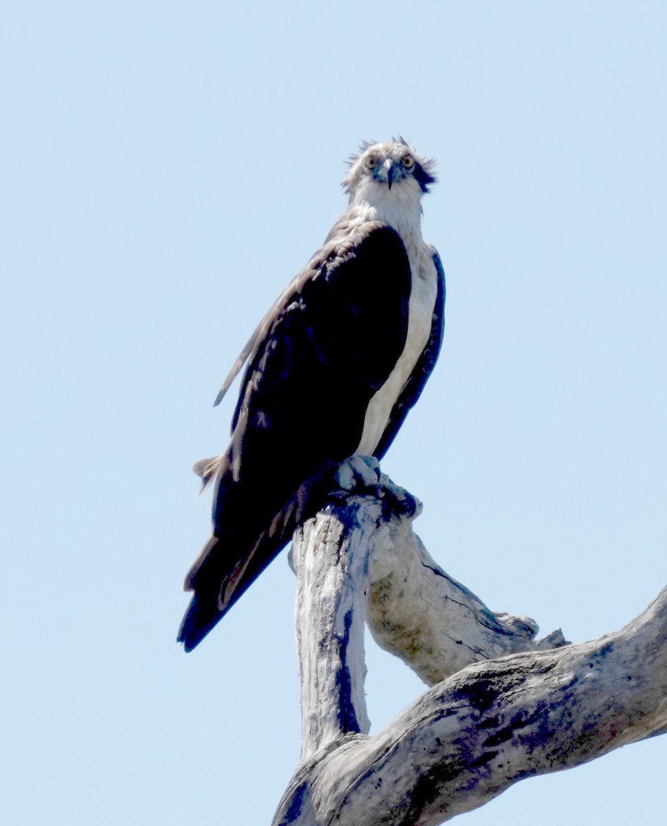 Arrano arrantzalea - ML646485721