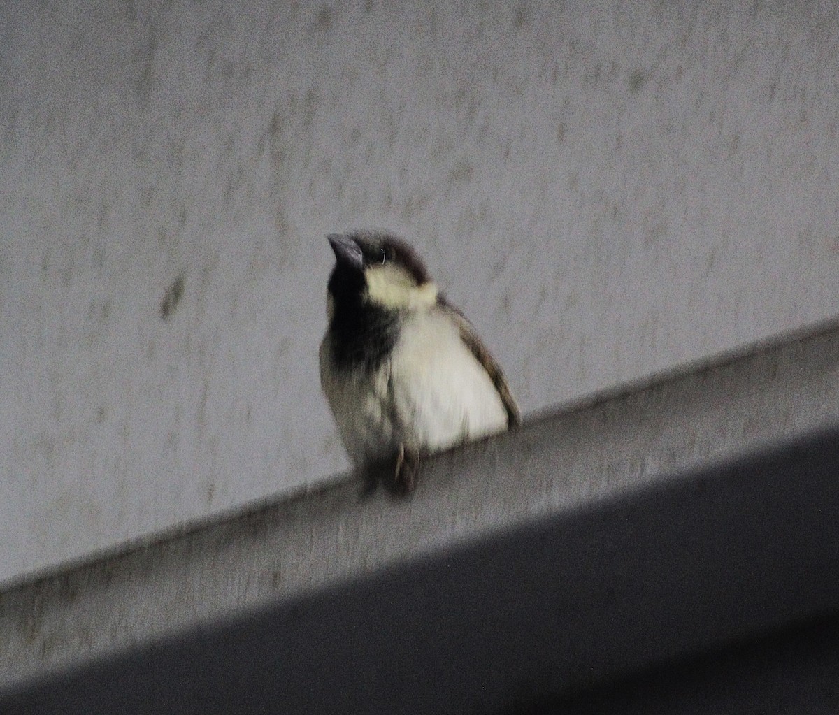 Etxe-txolarrea - ML646485722