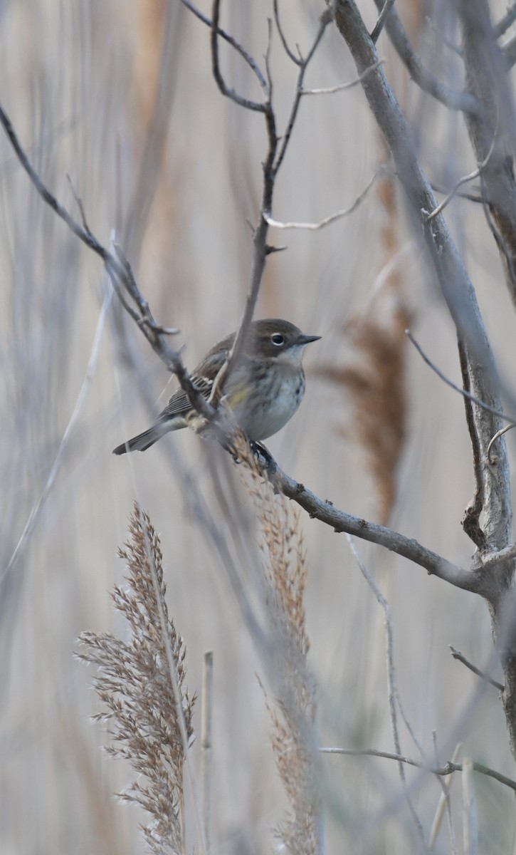 Yellow-rumped Warbler - ML646485723