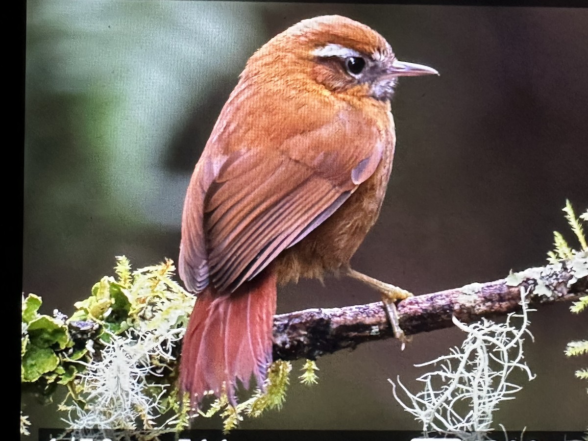 White-browed Spinetail - ML646485724
