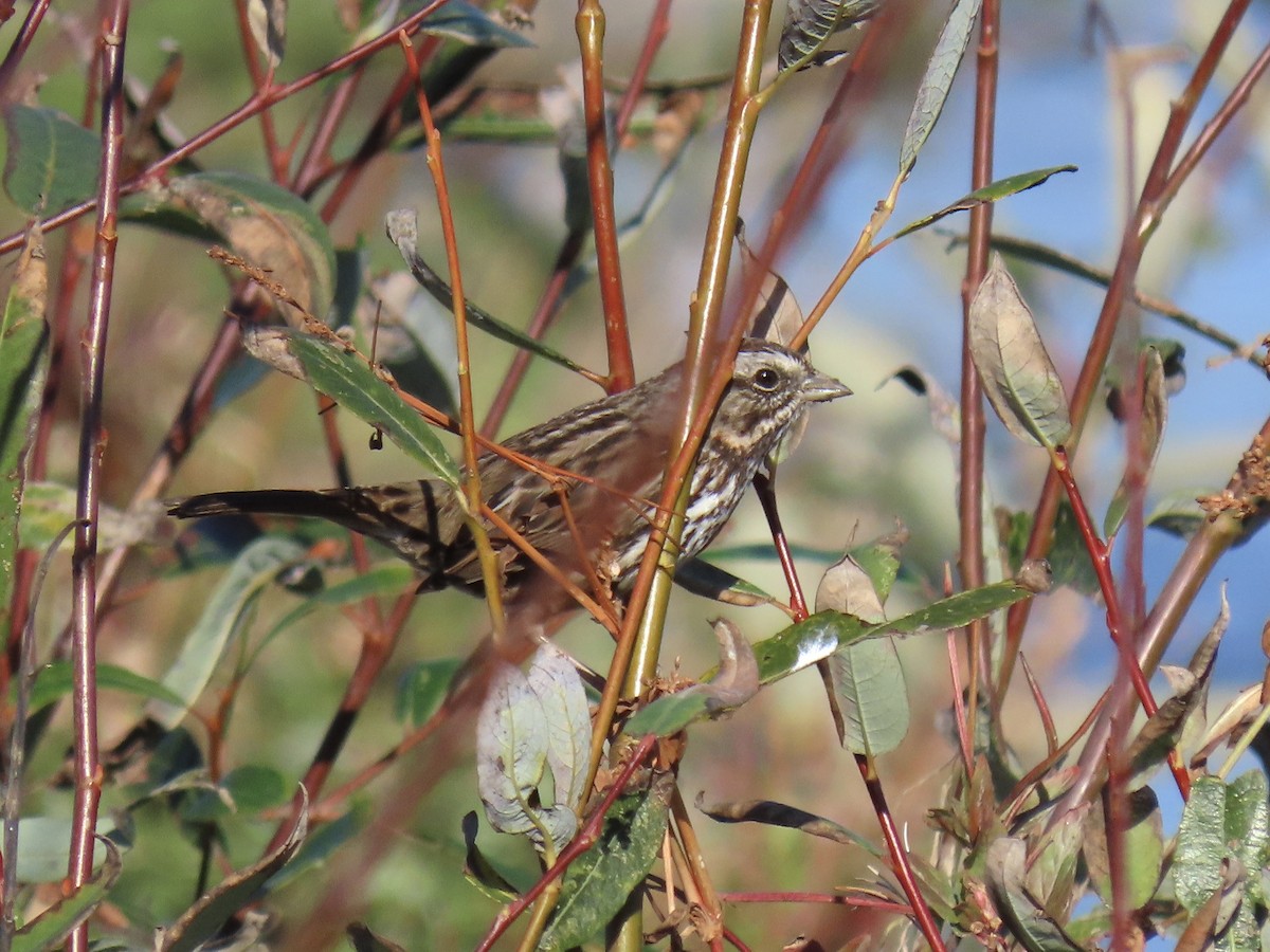 Song Sparrow - ML646485728