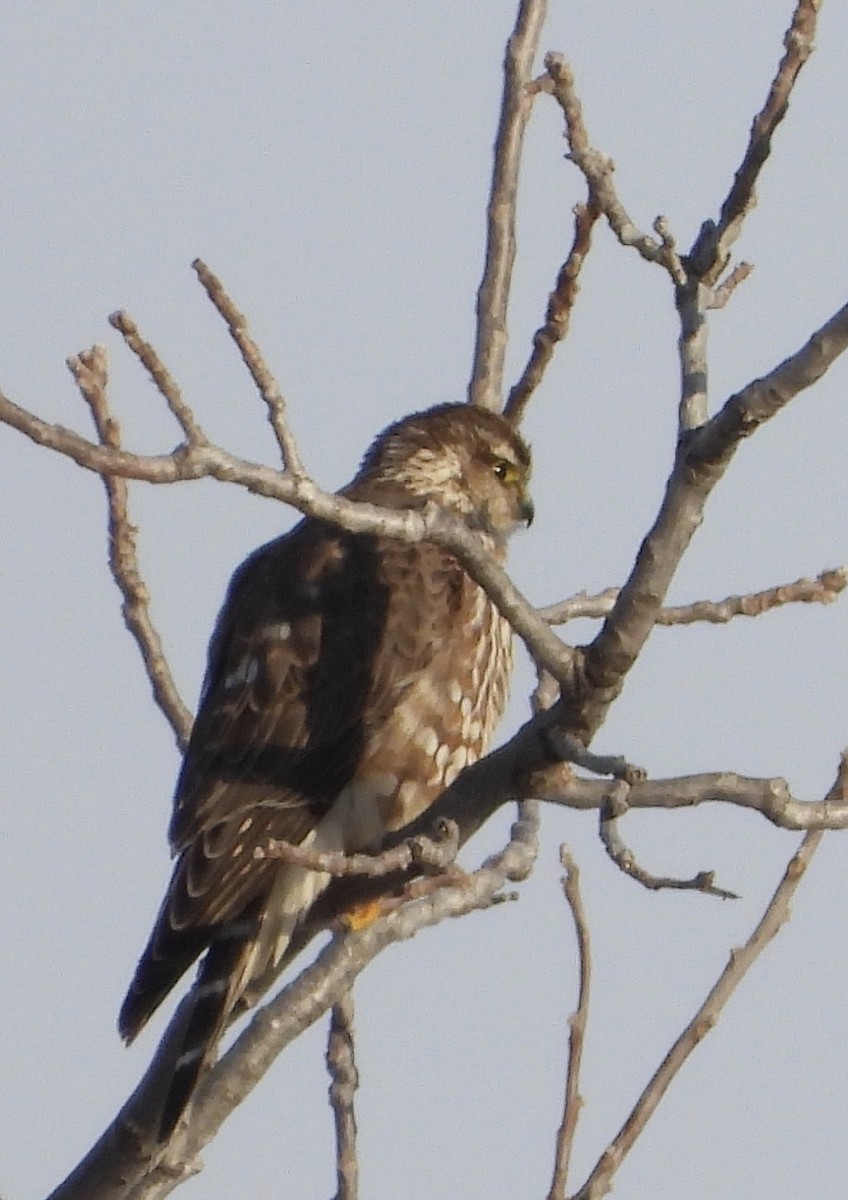 Belatz txikia - ML646485729