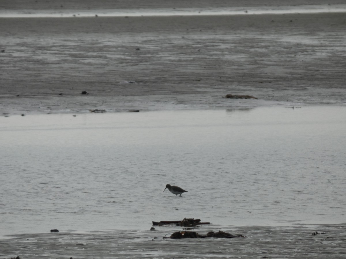 Txirri arrunta - ML646485730