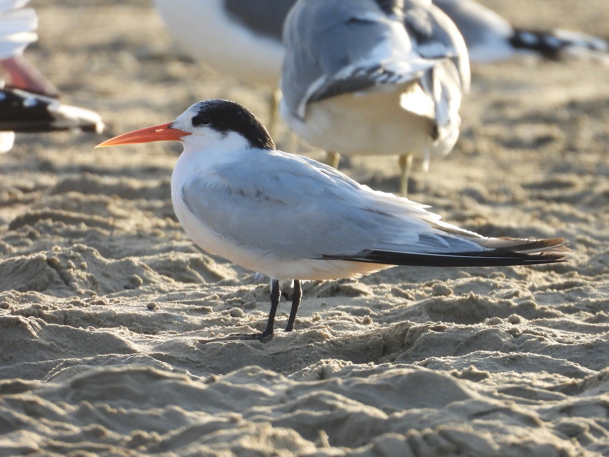 Elegant Tern - ML646485731