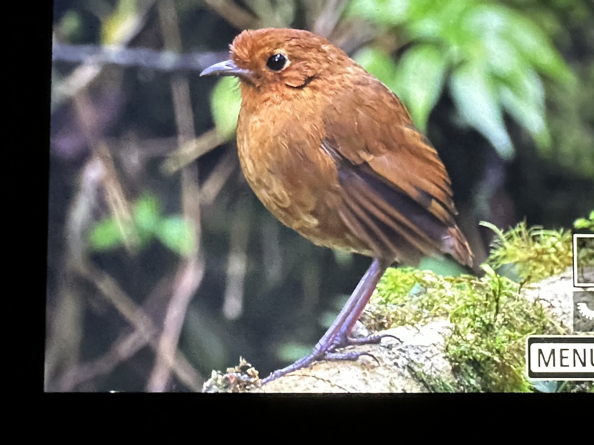 Equatorial Antpitta - ML646485732