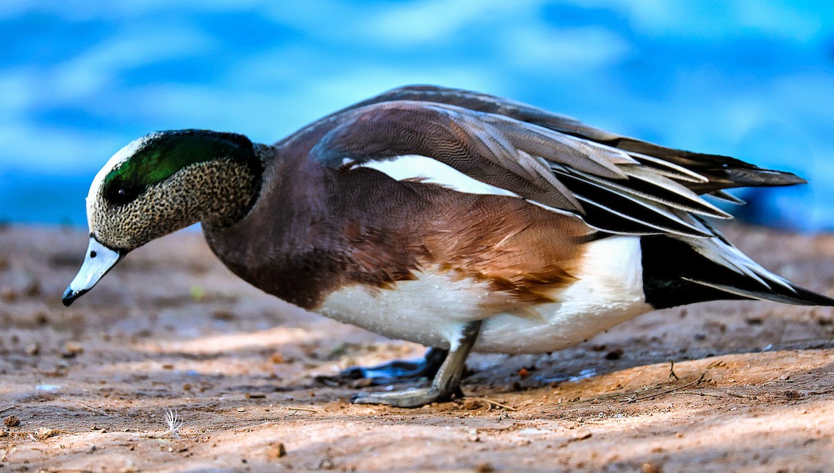 Ahate txistulari amerikarra - ML646485734