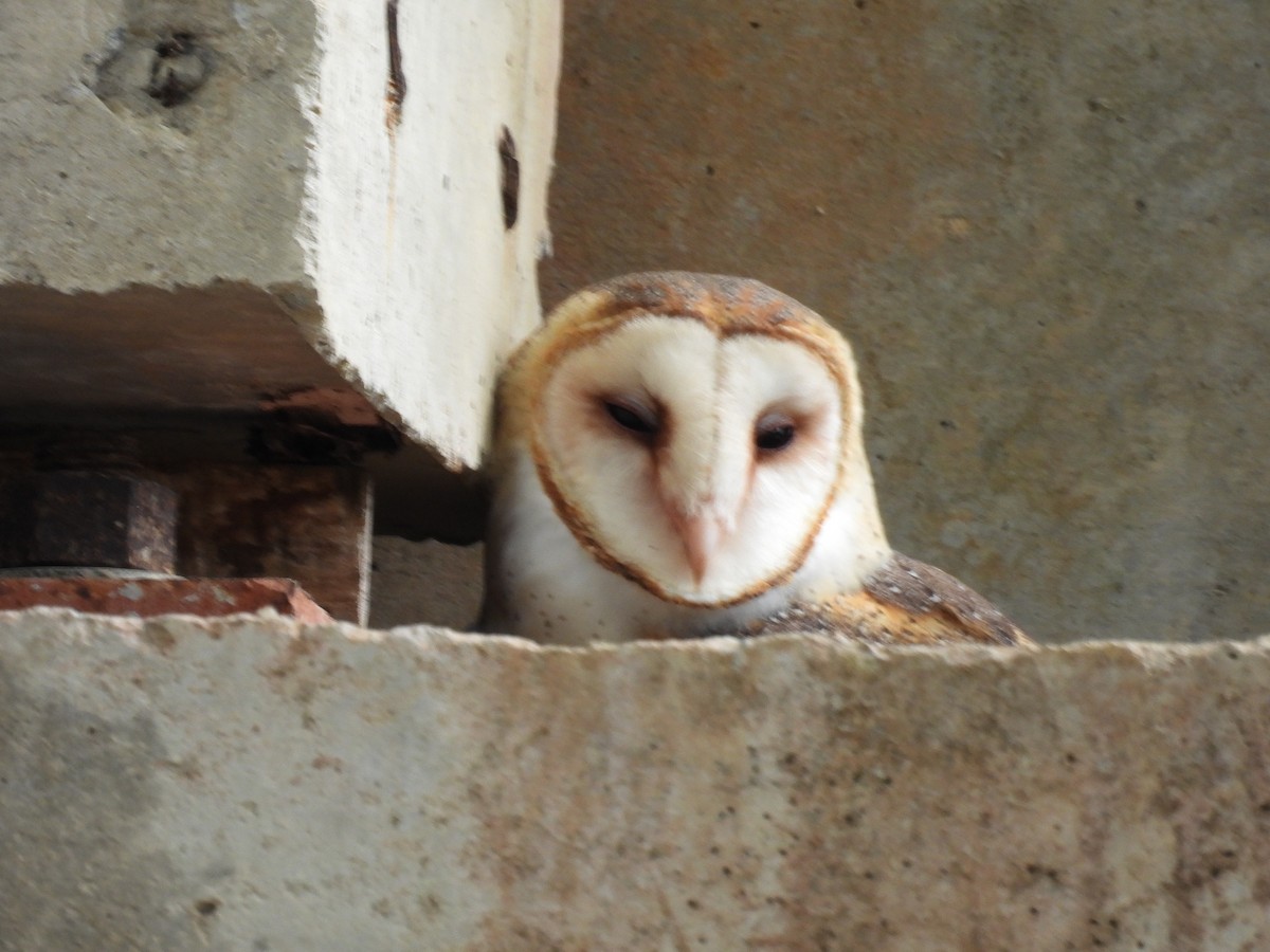 Hontz zuri amerikarra - ML646485738