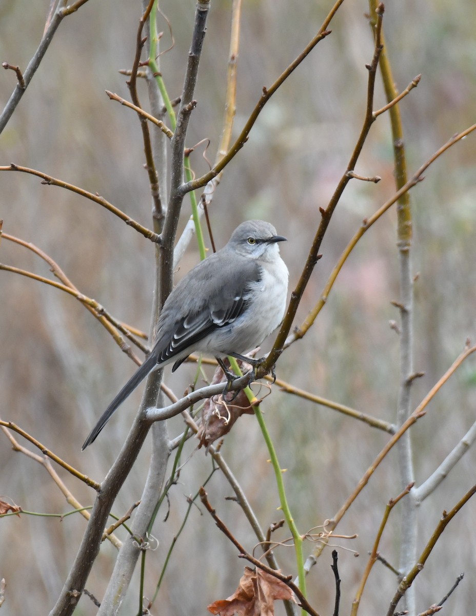Northern Mockingbird - ML646485742