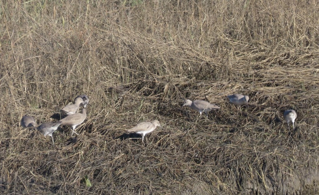 Boz Düdükçün - ML646485744