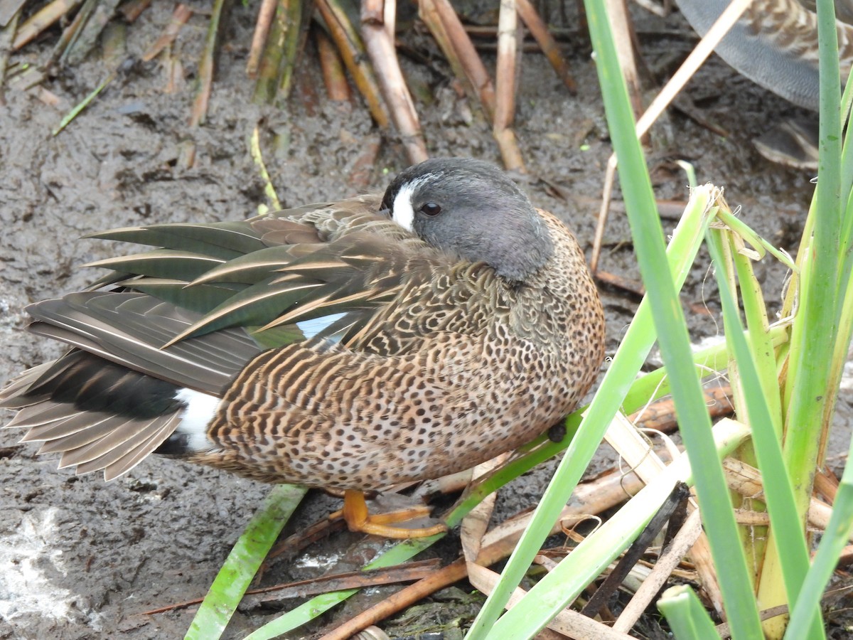 Blue-winged Teal - ML646485745