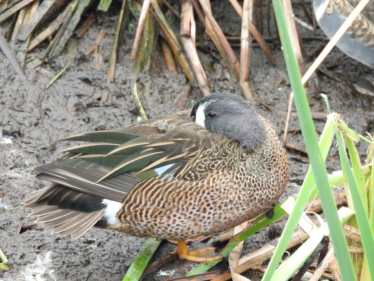 Blue-winged Teal - ML646485746