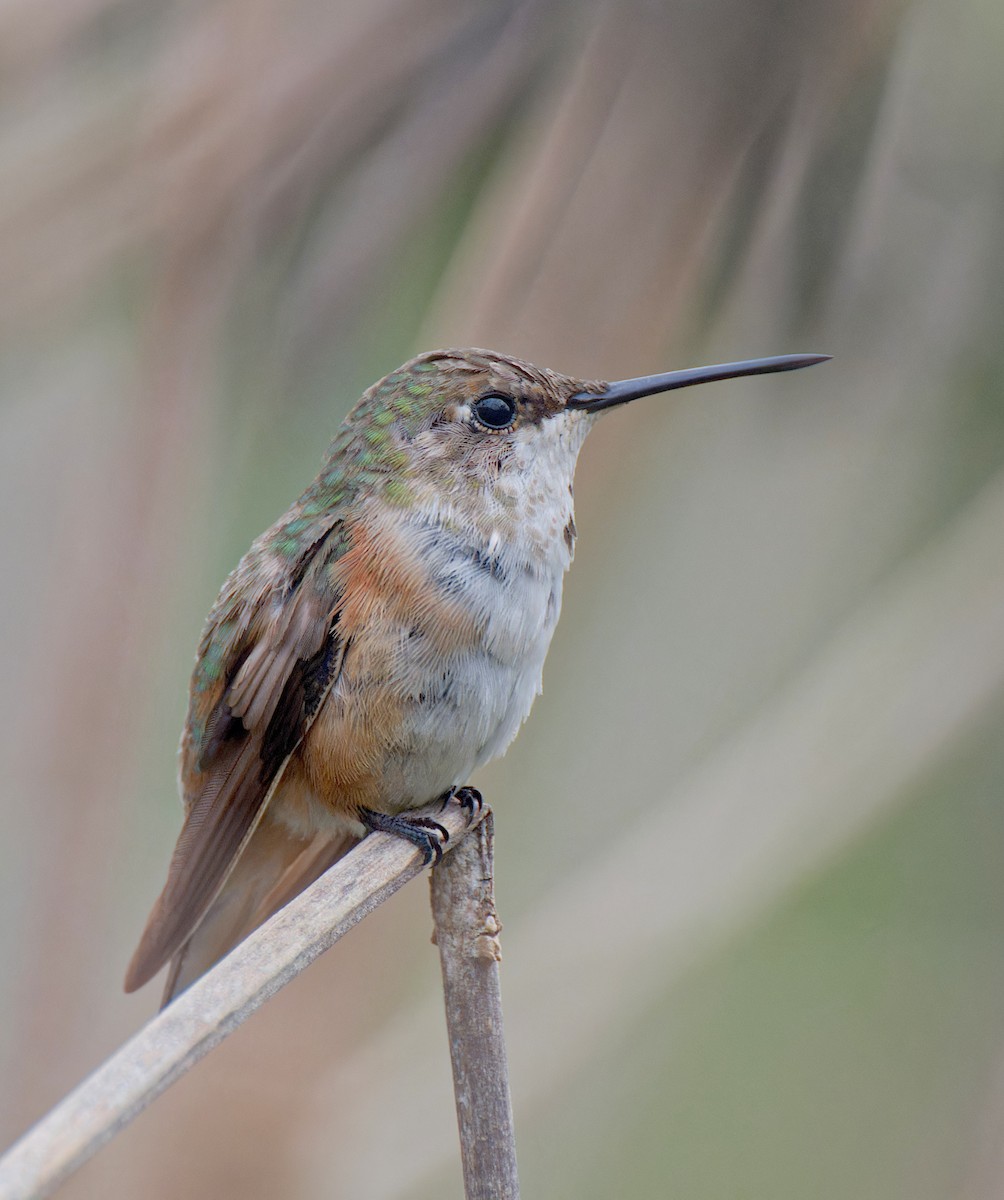 Rufous Hummingbird - ML646485747