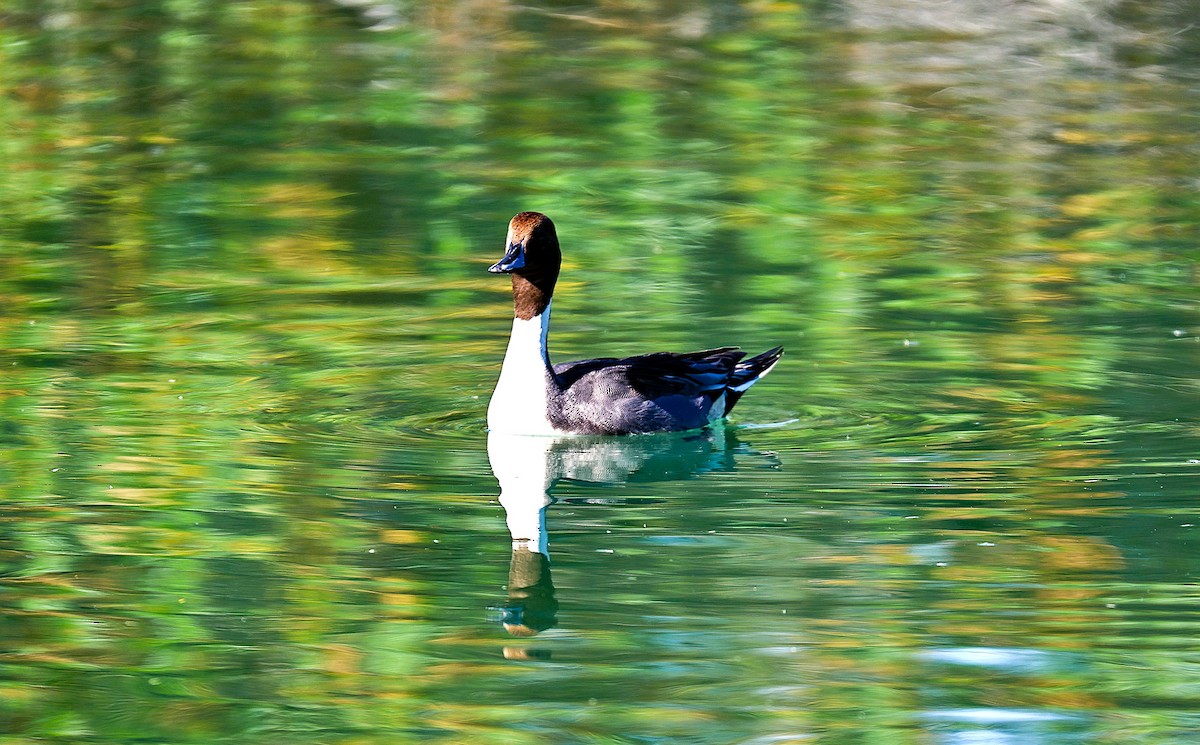 Ahate buztanluzea - ML646485748