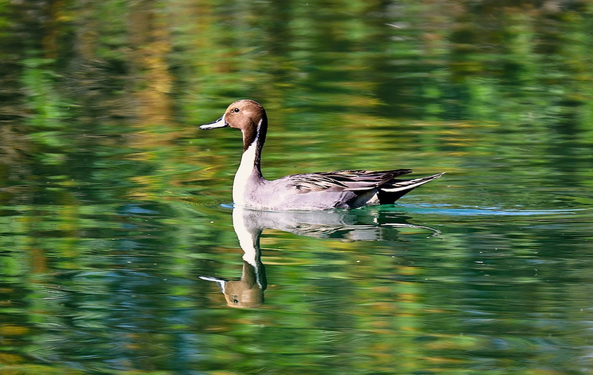 Ahate buztanluzea - ML646485749