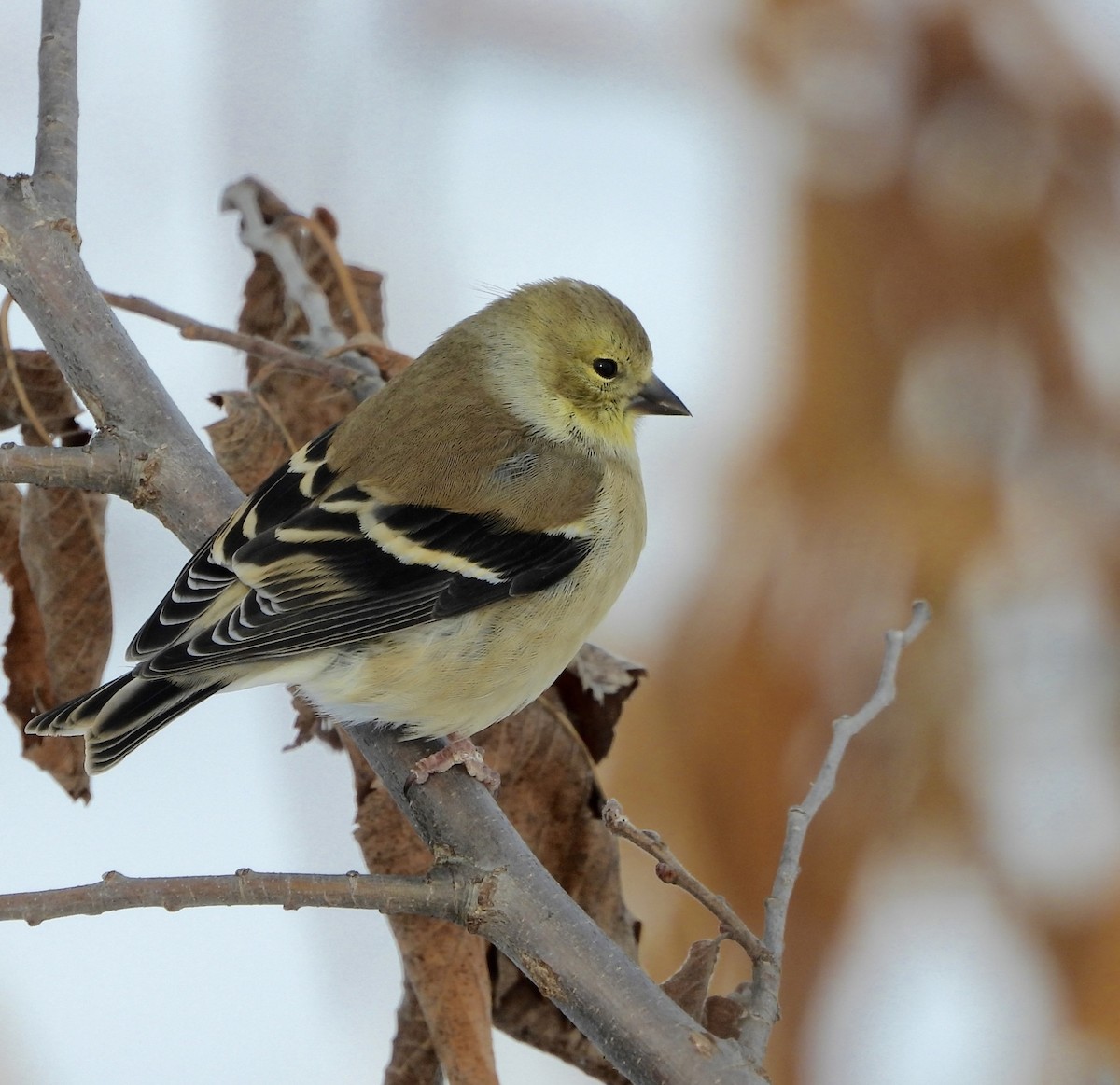 American Goldfinch - ML646485750