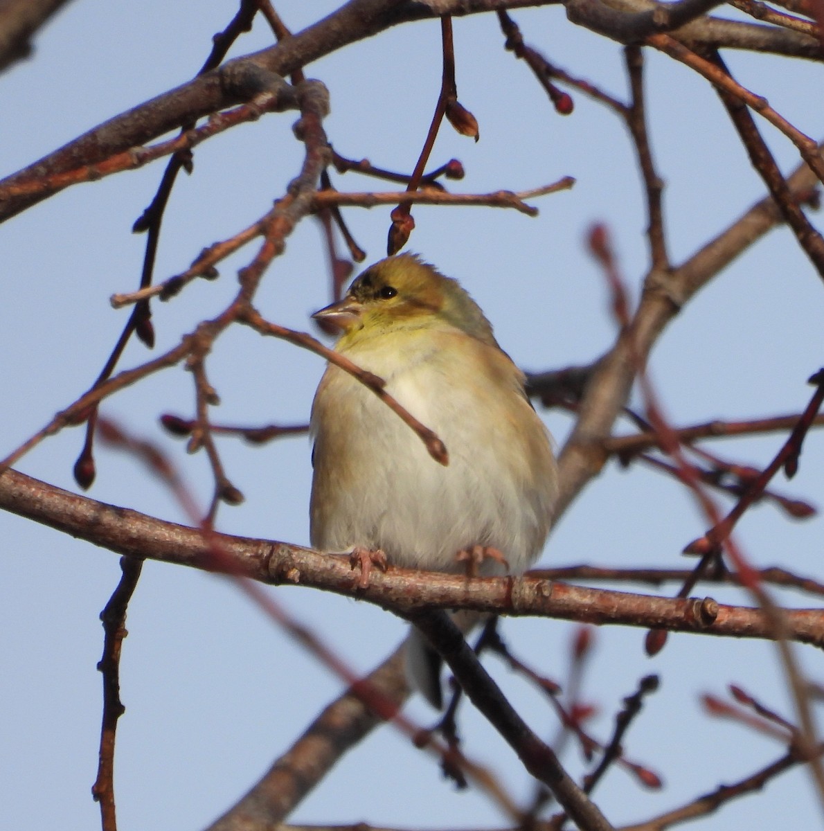 American Goldfinch - ML646485751