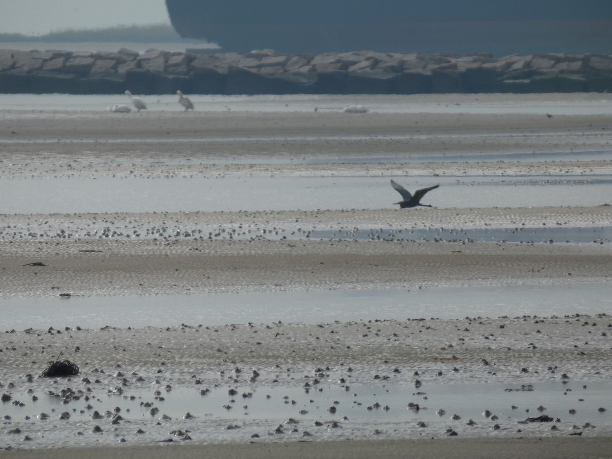 Reddish Egret - ML646485752